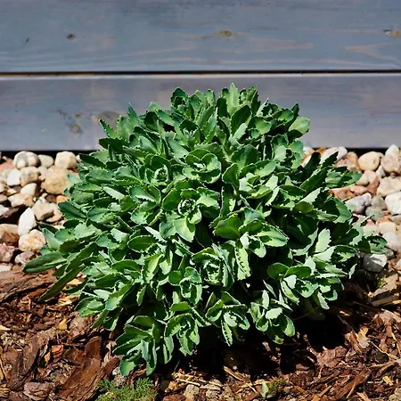 Pod Jablonka Semesterbostad Elganowo