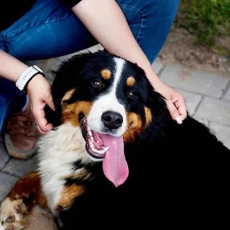 Pod Jablonka Semesterbostad Elganowo