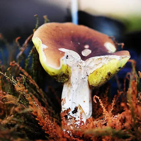 Pod Jablonka Elganowo